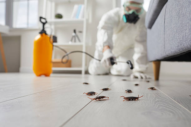 Commercial Kitchen Cockroach Control in Shrewsbury